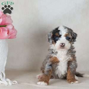 Lex, Mini Bernedoodle Puppy